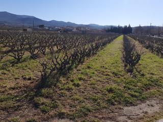 Finca rústica a Ginestar. Oportunidad finca rustica plantada de viña al lado del nucleo de