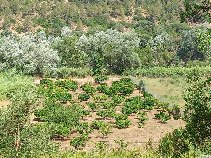 Foto 8a0e5b3f-3a56-495a-9c9a-64939709c486. Finca rústica a Miravet