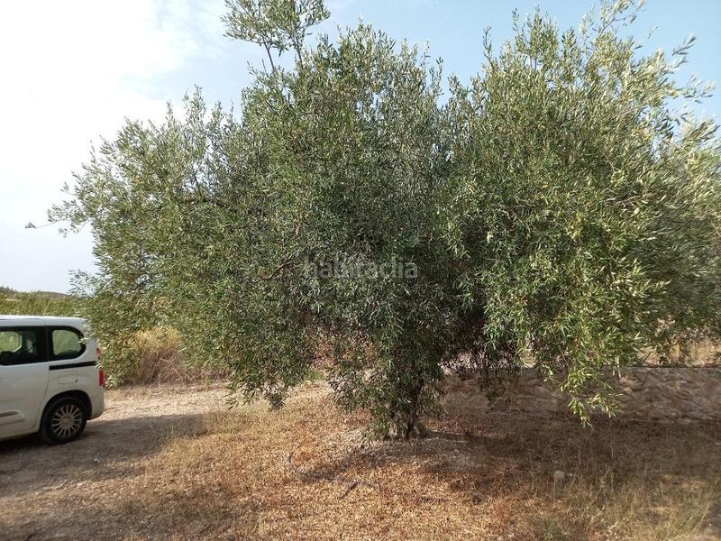 Foto be3c4f24-eeb9-470f-8048-754e44b4a01f. Fondo rustico in Miravet