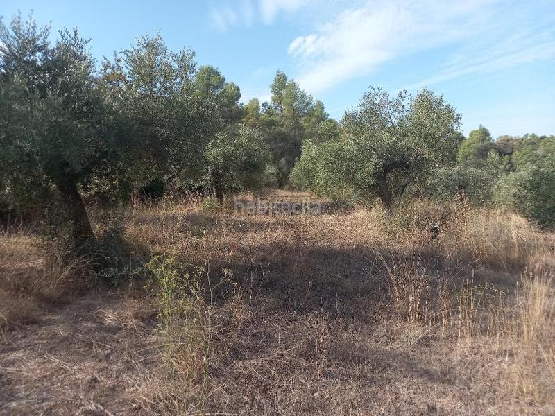 Foto 79cf989c-6aa5-442a-89b5-dfe6a0cb0820. Propriété dans Torre de l´Espanyol (La)