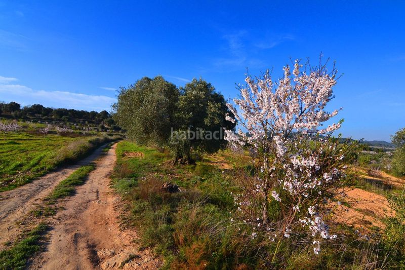 Foto 3d3e6ee9-3d13-4ea7-bc14-832d2c996324. Finca rústica a Gandesa