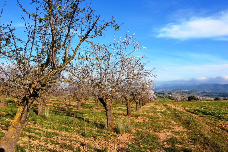 Foto ced8ad22-a961-4eb5-8606-ce3e6f6ca7f0. Finca rústica a Gandesa