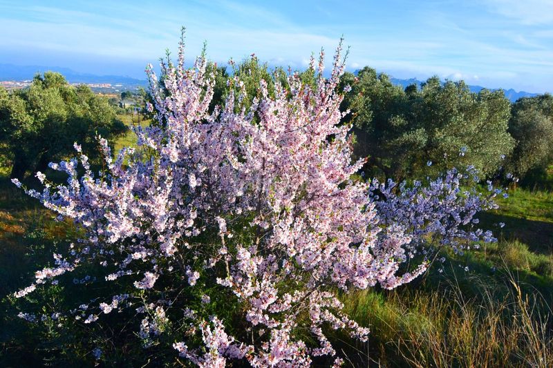 Foto f326d5a5-2d3a-4eed-92dc-c98b63428a31. Finca rústica a Gandesa