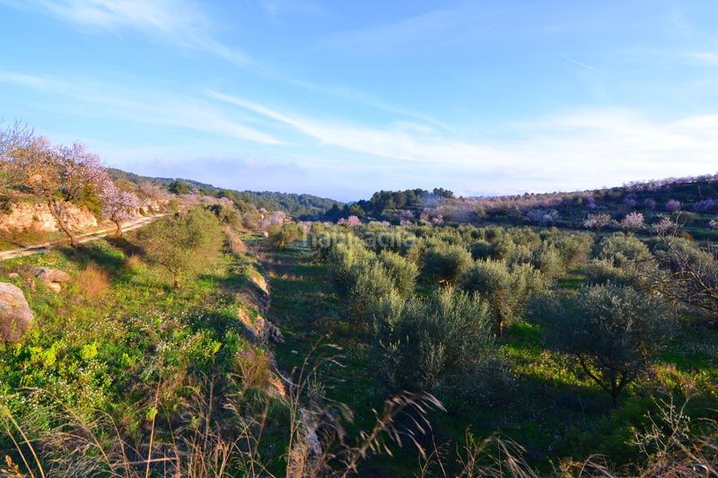 Foto 6e43e238-6a3d-4085-97a8-feeebe801fb4. Finca rústica a Corbera d´Ebre