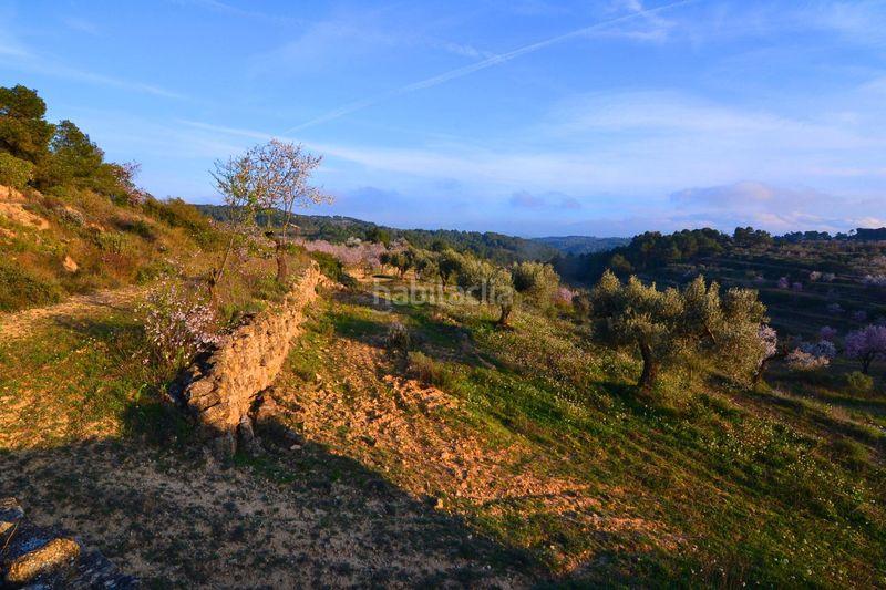 Foto 6edcabb8-2fe3-45b3-9561-79bf32f4de75. Finca rústica a Corbera d´Ebre