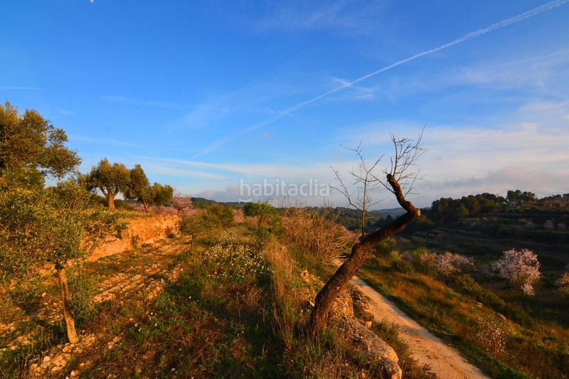 Foto a1e881e9-5fe9-46b2-b3cf-fcfbcc123767. Finca rústica a Corbera d´Ebre