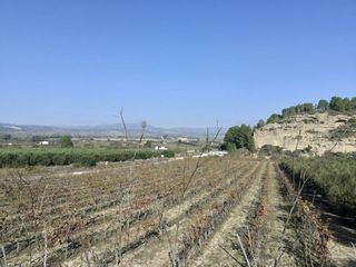 Casa in Ginestar. Magnifica finca de regadio en ginestar al lado de la c-12