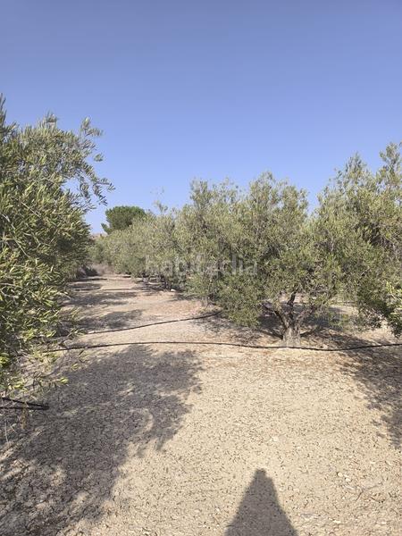 Foto 667a4bf0-6725-4709-b45a-14fdd87439c1. Finca rústica parcela edificable muy atractiva en Agost