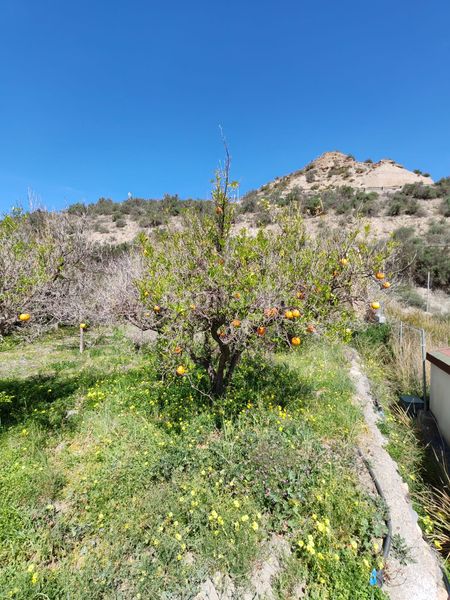 Foto 39c9180f-f032-480f-8ccc-d110688444d8. Finca rústica a Santa Cruz de Marchena