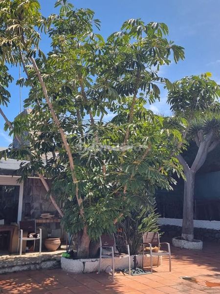 Foto 966099b9-0da1-4a6a-bacc-ab6e8990efb9. Casa amb aparcament piscina a Santa Catalina Tacoronte