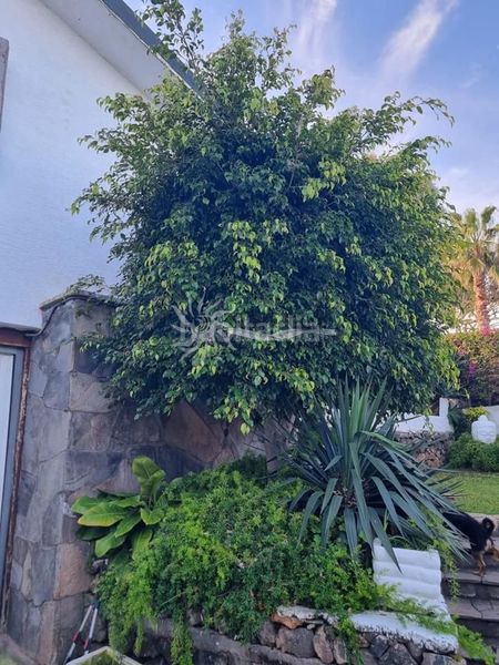 Foto a2f56176-397f-420e-b10e-e72203ed8177. Casa amb aparcament piscina a Santa Catalina Tacoronte
