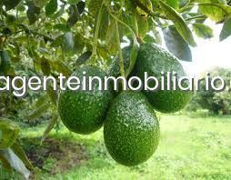 Masia a San Enrique-Guadiaro-Pueblo Nuevo. Casa de campo en venta en guadiaro, 3 dormitorios.