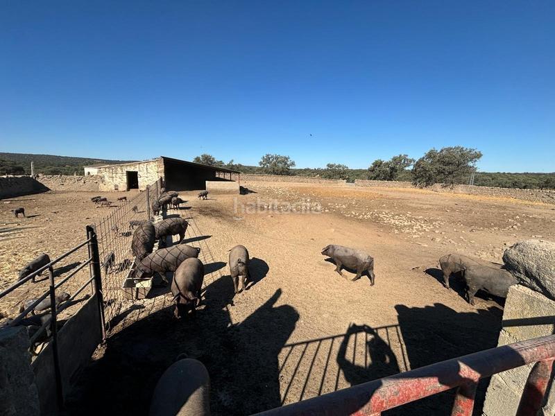 Foto 06c60e97-6d25-4c6a-992f-755b5a6e3fb5. Finca rústica venta de finca agricola y ganadera!! en Pozoblanco
