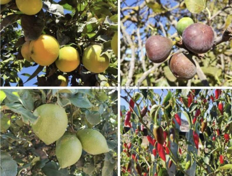 Foto 34ea0fc6-37bd-44ce-9efa-d70e7fe7ddf6. Casale in Vega Lagunera San Cristóbal de La Laguna