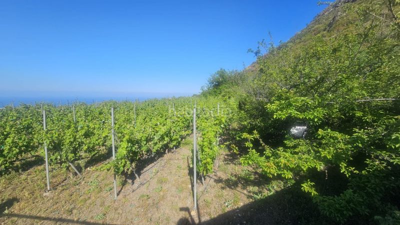 Foto 1ba43d6d-e474-40d2-9637-5eda7e201044. Finca rústica a Centro Güímar