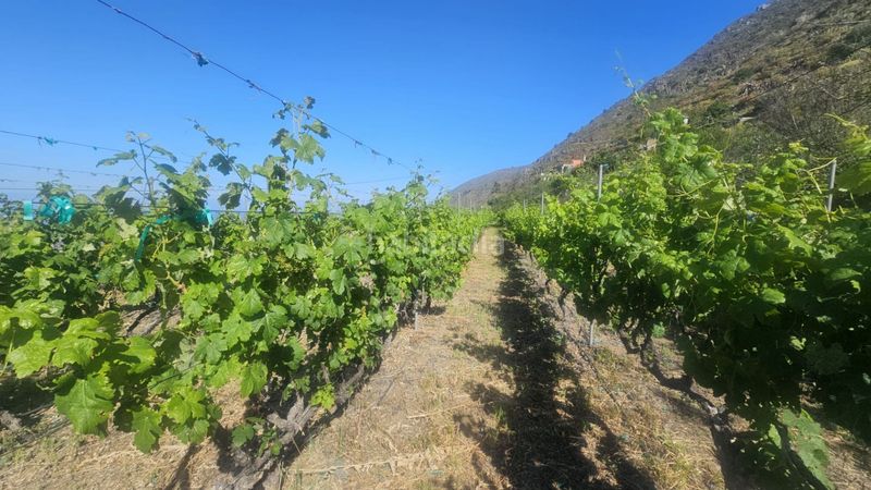 Foto 67b99aab-e443-414e-9b5a-bfe91c61ac13. Finca rústica a Centro Güímar