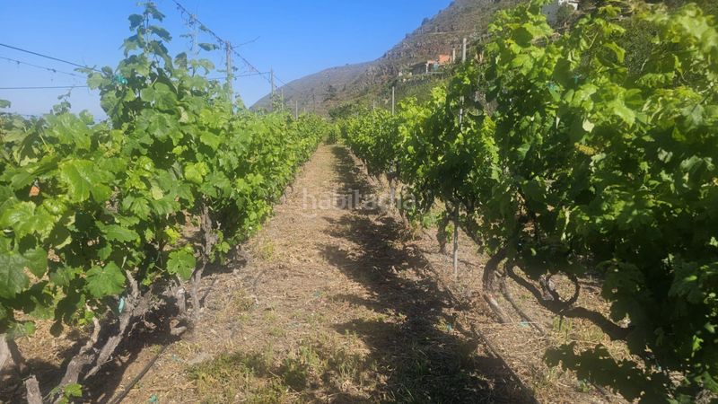 Foto aa7d9f06-8f58-49bd-8540-255dd458a631. Finca rústica a Centro Güímar