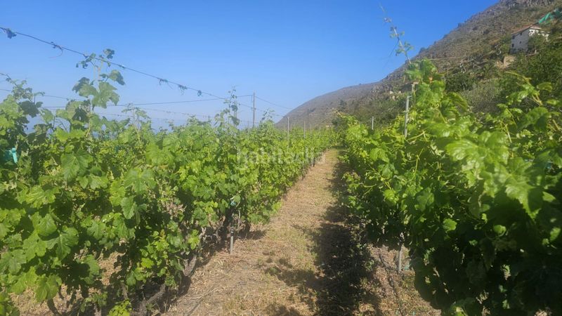 Foto b4227130-0bc1-4d66-94c9-a35937506143. Finca rústica a Centro Güímar