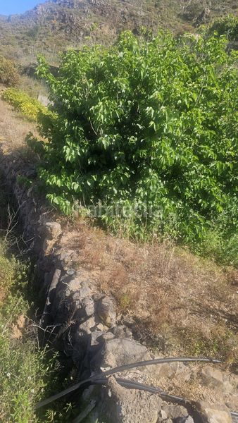 Foto b8a00ba6-b3a1-468a-8a8c-43f2e07201da. Finca rústica a Centro Güímar