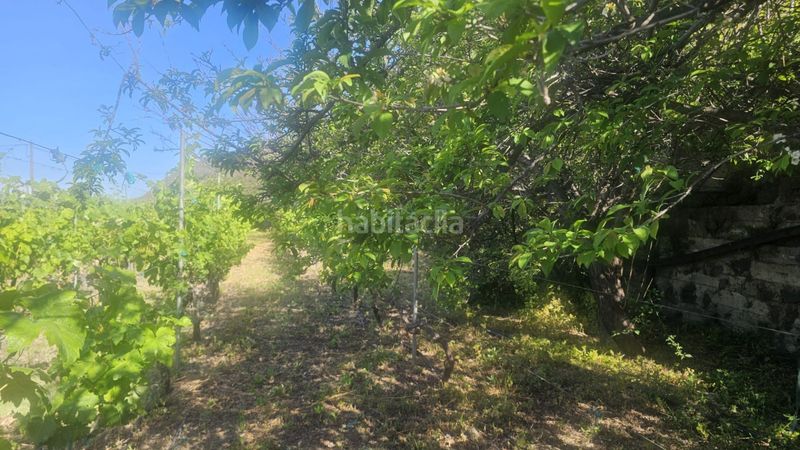 Foto c3bc05ca-e3a3-49d3-9698-2542e8fcdff1. Finca rústica a Centro Güímar