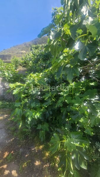 Foto e47211f8-acb8-479d-a845-83134201d46d. Finca rústica a Centro Güímar