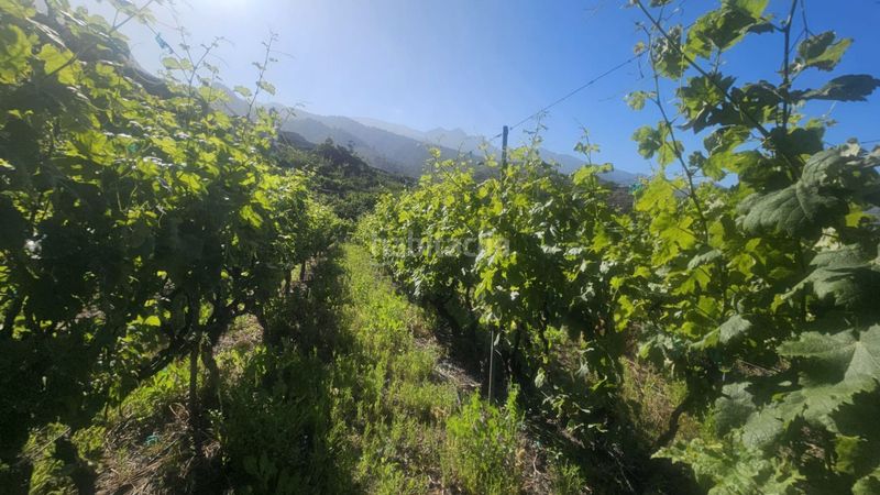 Foto ef1729c0-23d7-4bca-958b-50983505db18. Finca rústica a Centro Güímar