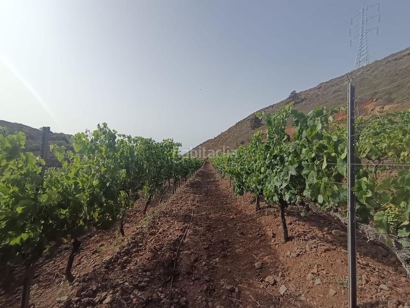 Foto 052de4c4-f8e1-45e6-b127-67fbfea538da. Finca rústica a Arico