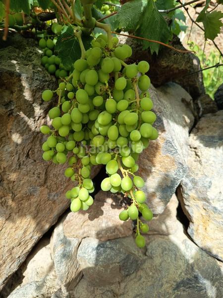 Foto 19b003f3-0803-4e4b-b951-133dcaa9de40. Finca rústica a Arico