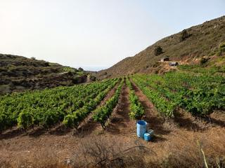 Finca rústica en Arico. Oportunidad venta de finca vitivinicola en producción