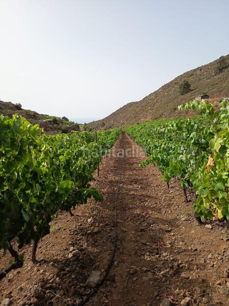 Foto 63b17c24-147e-4b11-8c2f-f114732fe3cf. Finca rústica a Arico