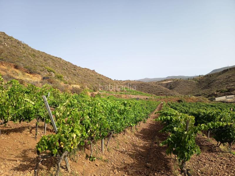 Foto 7791ee20-4e89-4bd9-b757-d7efad5fc703. Finca rústica a Arico