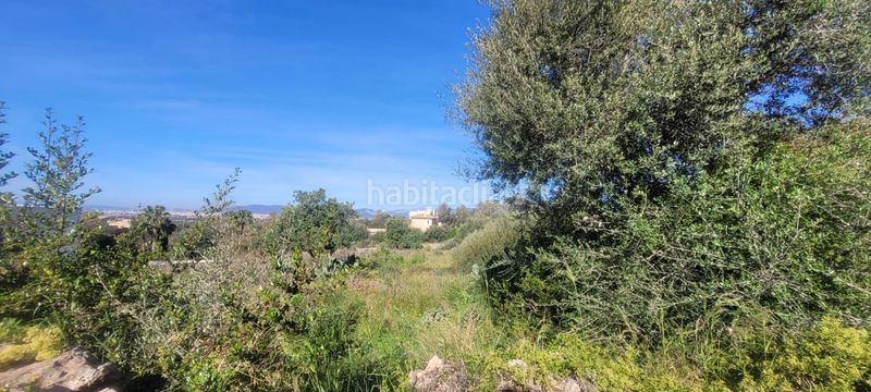 Foto d5dea94f-e570-4dbe-92ee-1bedc1393e7c. Terreno residencial conjunto de tres terrenos urbanos en Sa Cabaneta, en Marratxí