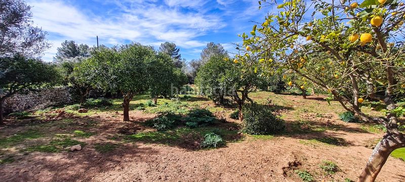 Foto e10c6a4e-9441-4cec-abc5-efc9309e4c2a. Masia a Sineu