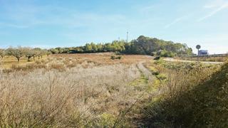 Rural plot in Sant Joan. Terreno agrícola en sant joan, mallorca