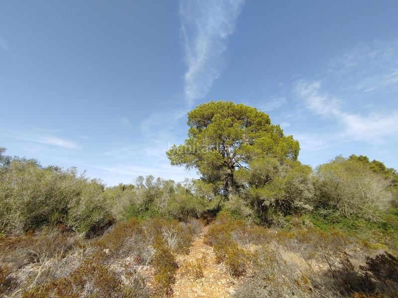 Foto 18237669-b956-40e2-9dc4-f0820fe40967. Terreny residencial a Cala Pi-Vallgornera Llucmajor
