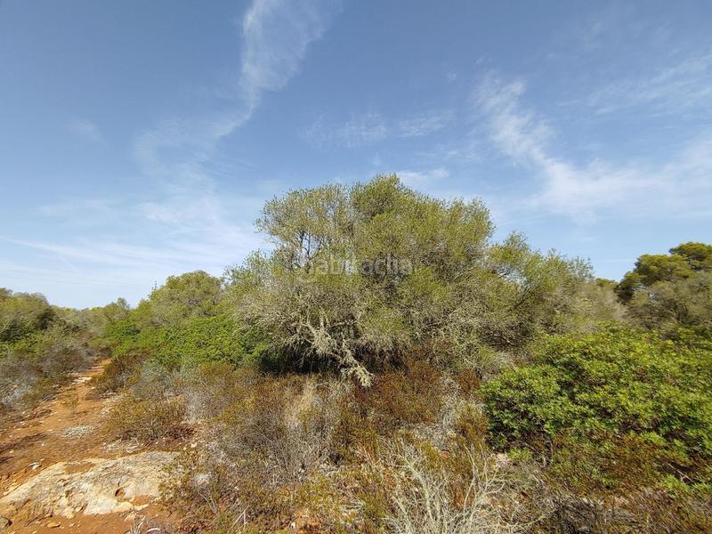 Foto 9bd69a09-deae-4d64-98fb-92bd58ddb895. Terreny residencial a Cala Pi-Vallgornera Llucmajor