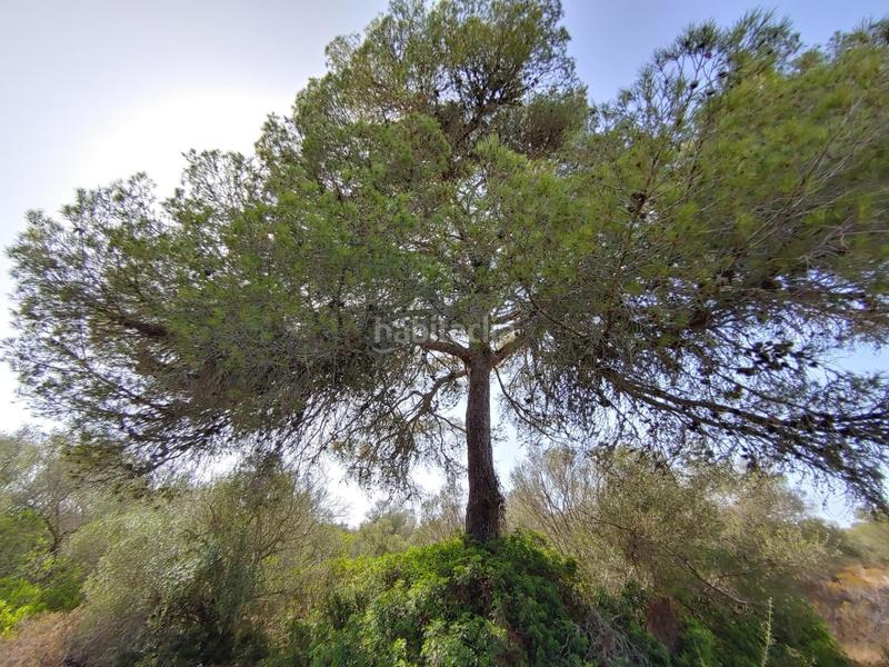 Foto bc856aa4-7950-44e9-ab41-8b2408f6cd79. Terreny residencial a Cala Pi-Vallgornera Llucmajor