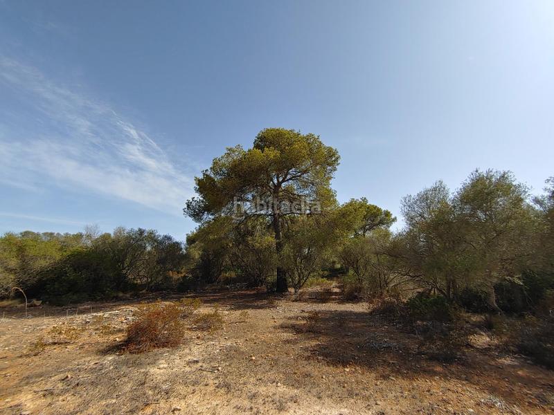 Foto d86855ee-c5dd-498c-a4de-4c15a9911475. Terreny residencial a Cala Pi-Vallgornera Llucmajor