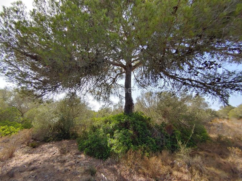 Foto da74bebc-34d6-400d-a2c2-a5d19ab1012a. Terreny residencial a Cala Pi-Vallgornera Llucmajor
