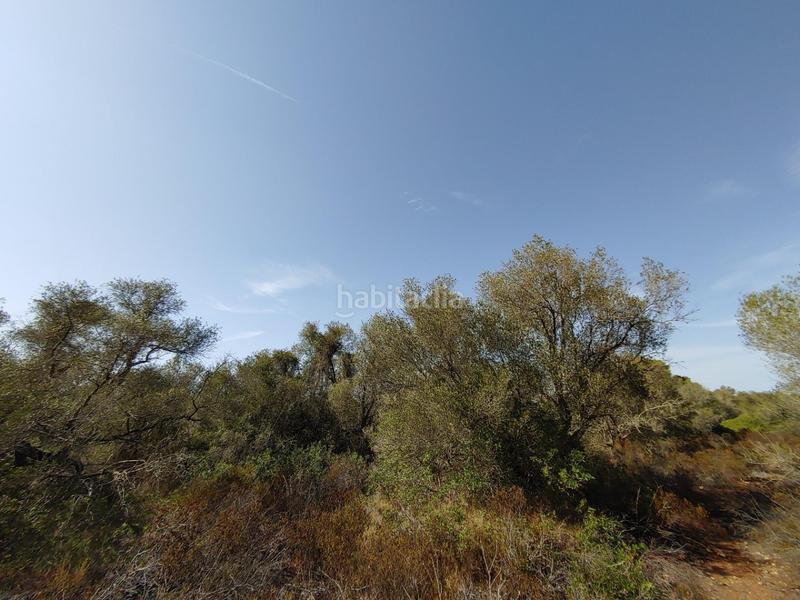 Foto e32bbacb-2fce-43a7-b507-7ae567d82e4d. Terreny residencial a Cala Pi-Vallgornera Llucmajor