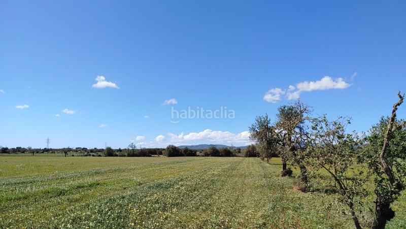 Foto f646feac-32d5-4d8e-ac4f-1a7f65ef0c5b. Terreny residencial a Campos