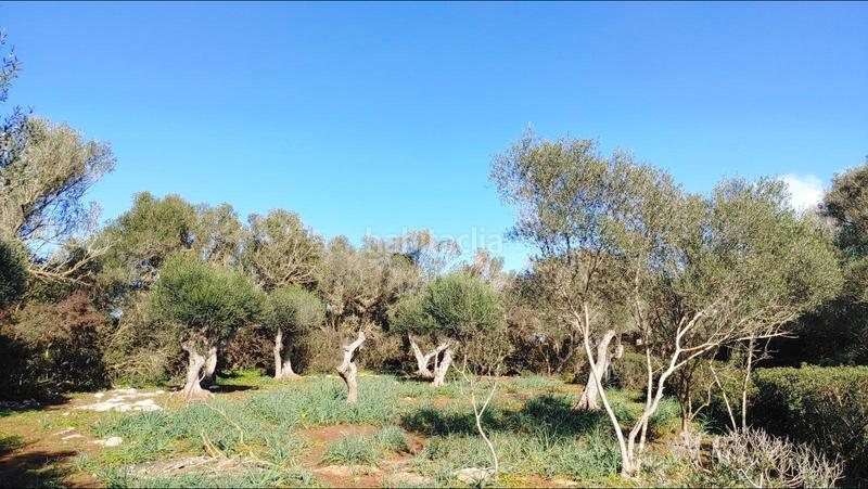 Foto 03f2f894-5e57-4f36-8b1f-dbbf298cf43c. Terreny residencial a Felanitx poble Felanitx