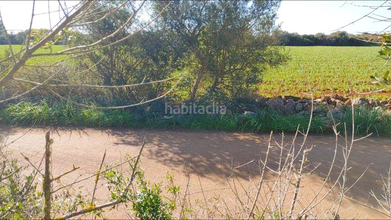 Foto 2861baa3-e610-4d9e-adb9-171d74dd1a53. Terreny residencial a Felanitx poble Felanitx