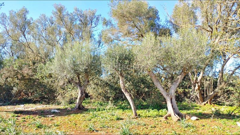 Foto 2a3c1757-3524-45b1-bcbb-72b795763a9f. Terreny residencial a Felanitx poble Felanitx