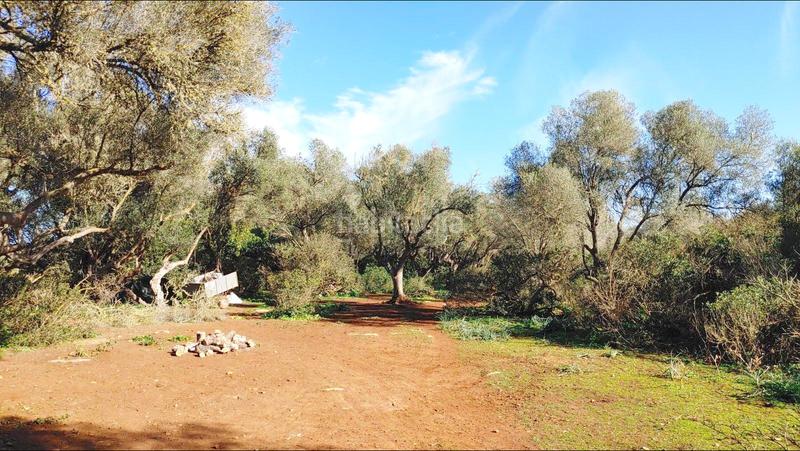 Foto 36c83e17-1c4a-4e7b-b72b-a4eeac9031d3. Terreny residencial a Felanitx poble Felanitx