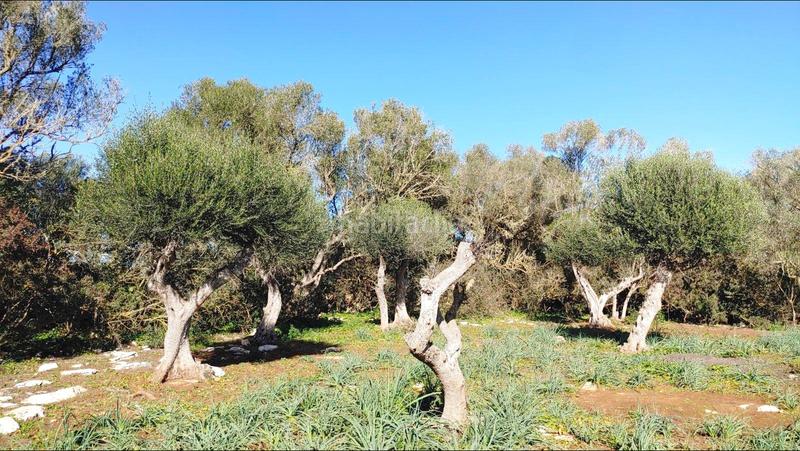 Foto 691779cc-7a74-48b6-a054-bda1bc4fad49. Terreny residencial a Felanitx poble Felanitx