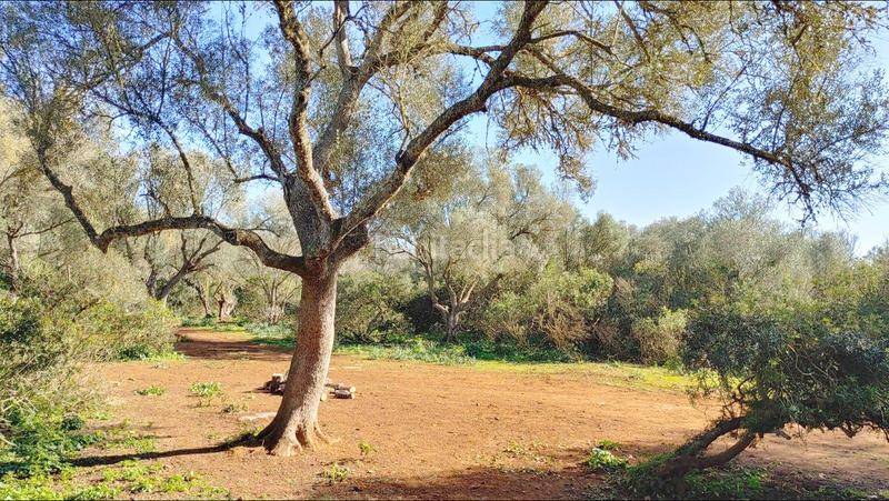 Foto 6e5b9b93-b3ff-4989-87f3-42ea03a5e00d. Terreny residencial a Felanitx poble Felanitx