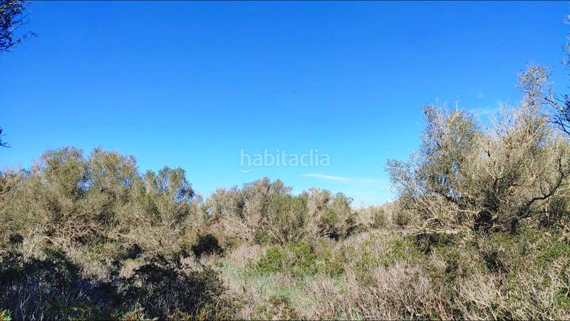 Foto 76028b1f-64b6-45a2-a5df-b4068d7dd818. Terreny residencial a Felanitx poble Felanitx