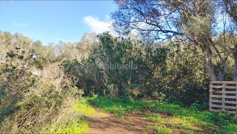 Foto 7d34524c-b2b8-4791-91f5-78101a4dfb37. Terreny residencial a Felanitx poble Felanitx