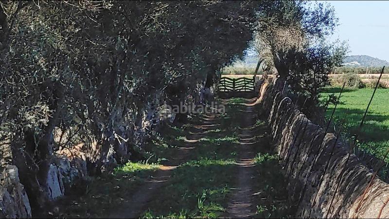 Foto 82d8e2c2-a247-43fa-b178-d7a7e451e4b8. Terreny residencial a Felanitx poble Felanitx